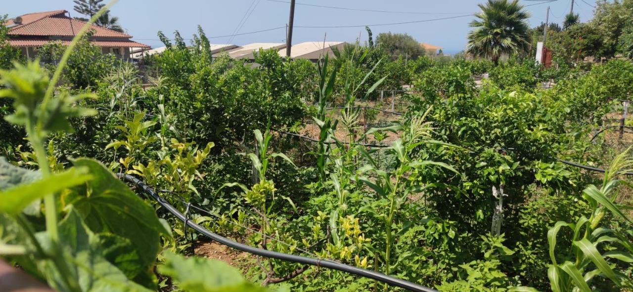 Rontaki Farm Apartment Kyparissia Ngoại thất bức ảnh